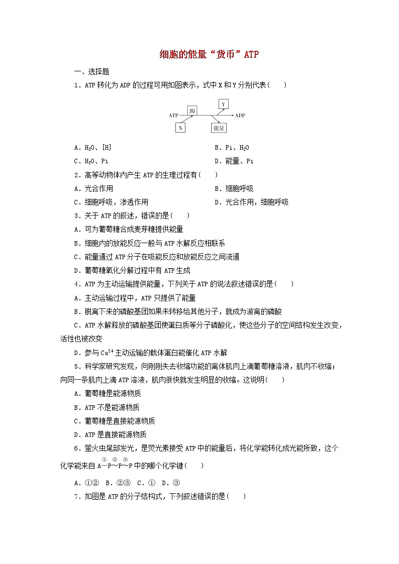 人教版高一生物必修第一册课后练习卷：细胞的能量“货币”ATP第1页