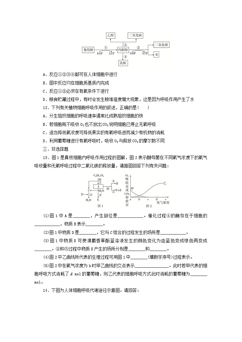 人教版高一生物必修第一册课后练习卷：5.3无氧呼吸及细胞呼吸原理的应用第3页