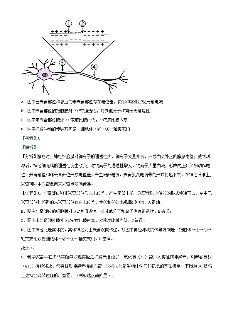 重庆市2023_2024学年高二生物上学期11月模拟考试试题含解析第3页
