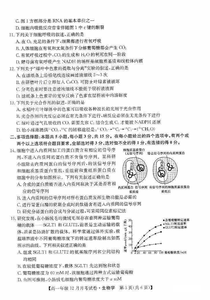 河北省沧州市部分学校2023_2024学年高一生物上学期12月月考试题pdf03