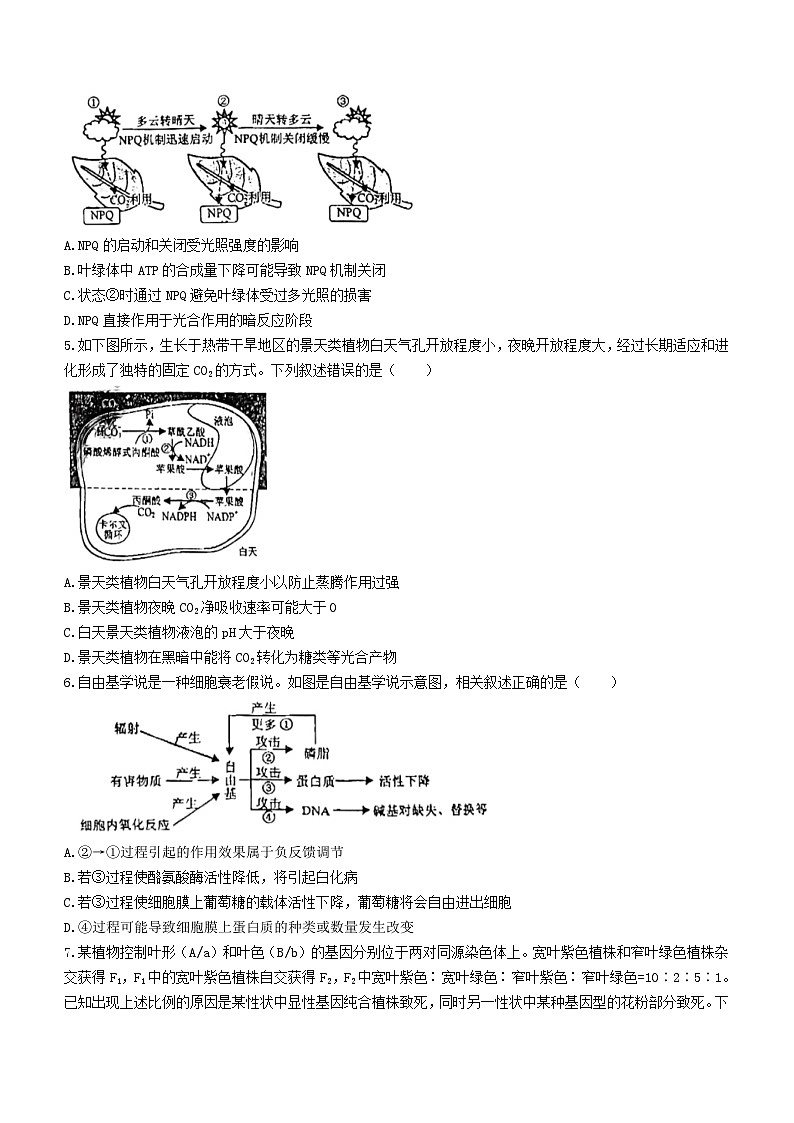 河北省沧州市泊头市2023_2024学年高三生物上学期11月月考试题02