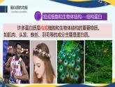 2.4 蛋白质是生命活动的主要承担者-2024-2025学年高一生物同步课件（人教版2019必修1）