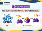 2.4 蛋白质是生命活动的主要承担者-2024-2025学年高一生物同步课件（人教版2019必修1）