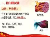 2.4 蛋白质是生命活动的主要承担者-2024-2025学年高一生物同步课堂课件（人教版2019必修1）