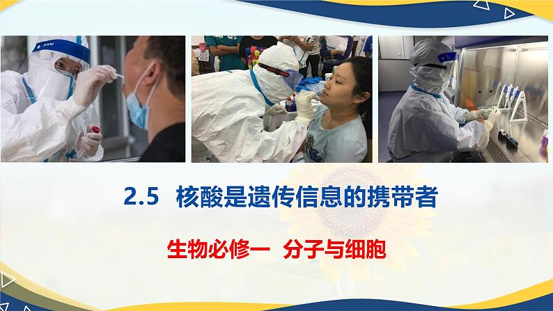 2.5 核酸是遗传信息的携带者-2024-2025学年高一生物同步课件（人教版2019必修1）第2页