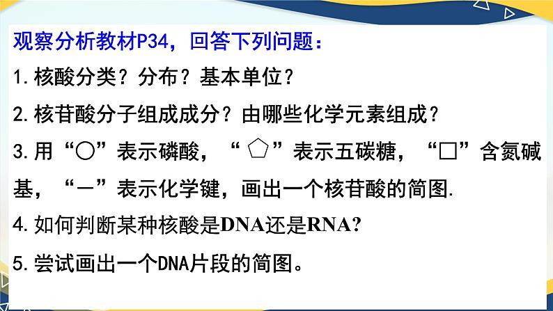 2.5 核酸是遗传信息的携带者-2024-2025学年高一生物同步课件（人教版2019必修1）第5页