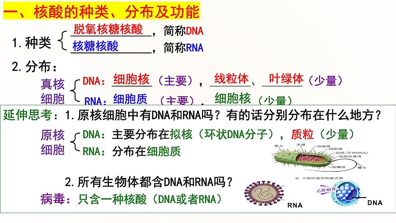 2.5 核酸是遗传信息的携带者-2024-2025学年高一生物同步课件（人教版2019必修1）第6页