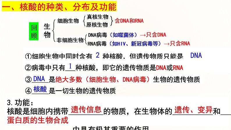 2.5 核酸是遗传信息的携带者-2024-2025学年高一生物同步课件（人教版2019必修1）第7页