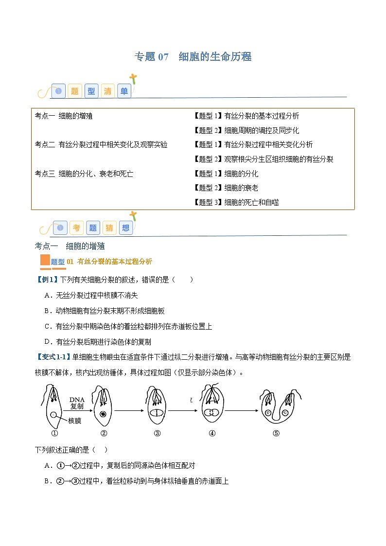 专题07 细胞的生命历程（7大题型）-2025年高考生物一轮复习题型冲关讲义（新高考通用）01