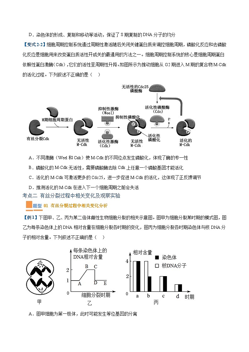 专题07 细胞的生命历程（7大题型）-2025年高考生物一轮复习题型冲关讲义（新高考通用）03