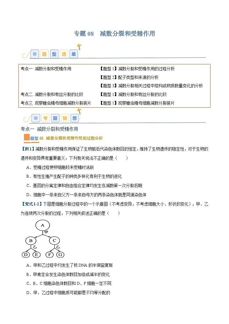 专题08 减数分裂和受精作用（5大题型）（原卷版）第1页