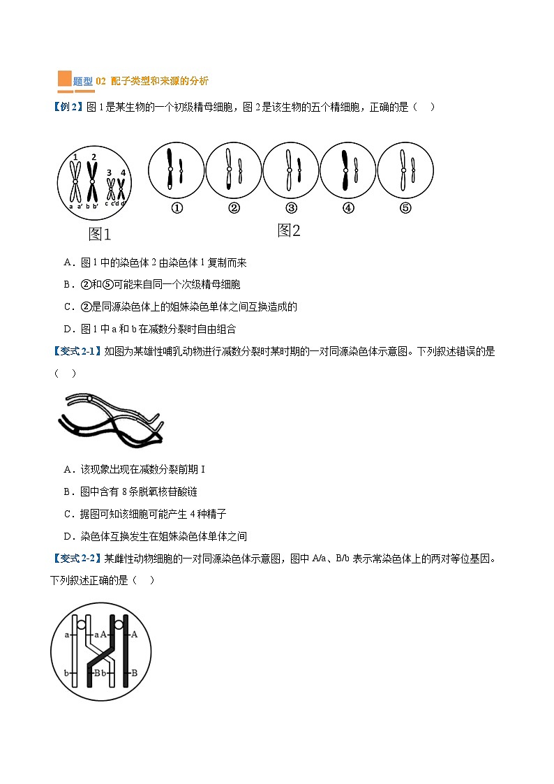 专题08 减数分裂和受精作用（5大题型）（原卷版）第3页