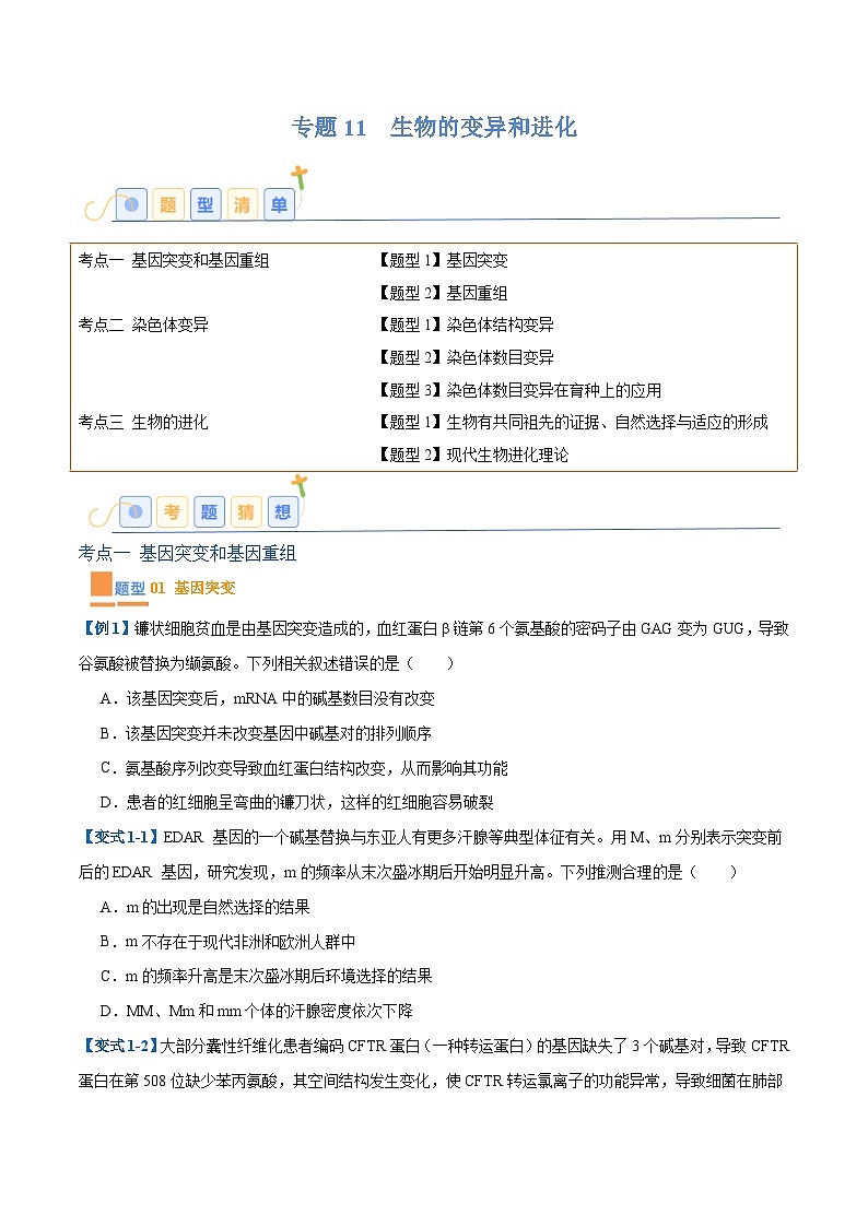 专题11 生物的变异和进化（7大题型）-2025年高考生物一轮复习题型冲关讲义（新高考通用）01