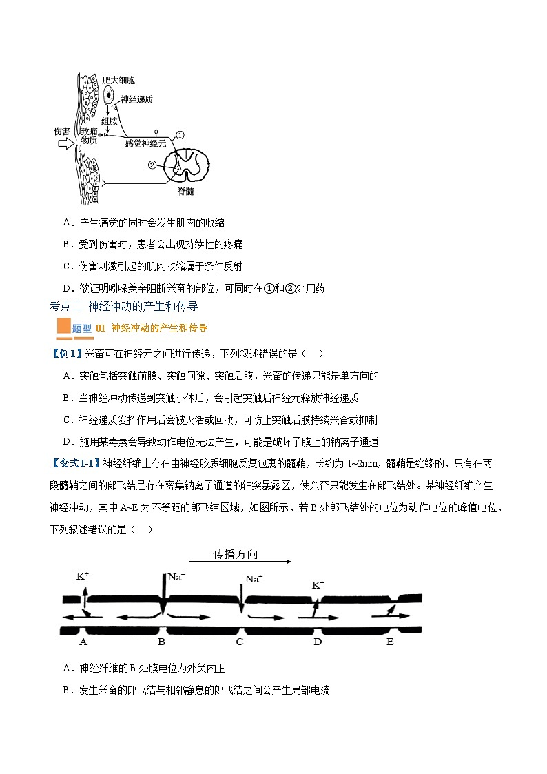 专题12 神经调节（6大题型）（原卷版）第3页