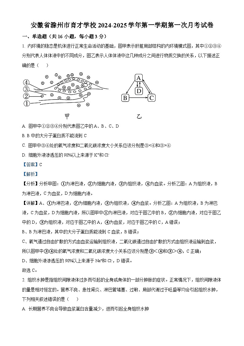 安徽省滁州市定远县育才学校2024-2025学年高二上学期第一次月考生物试题（解析版）第1页