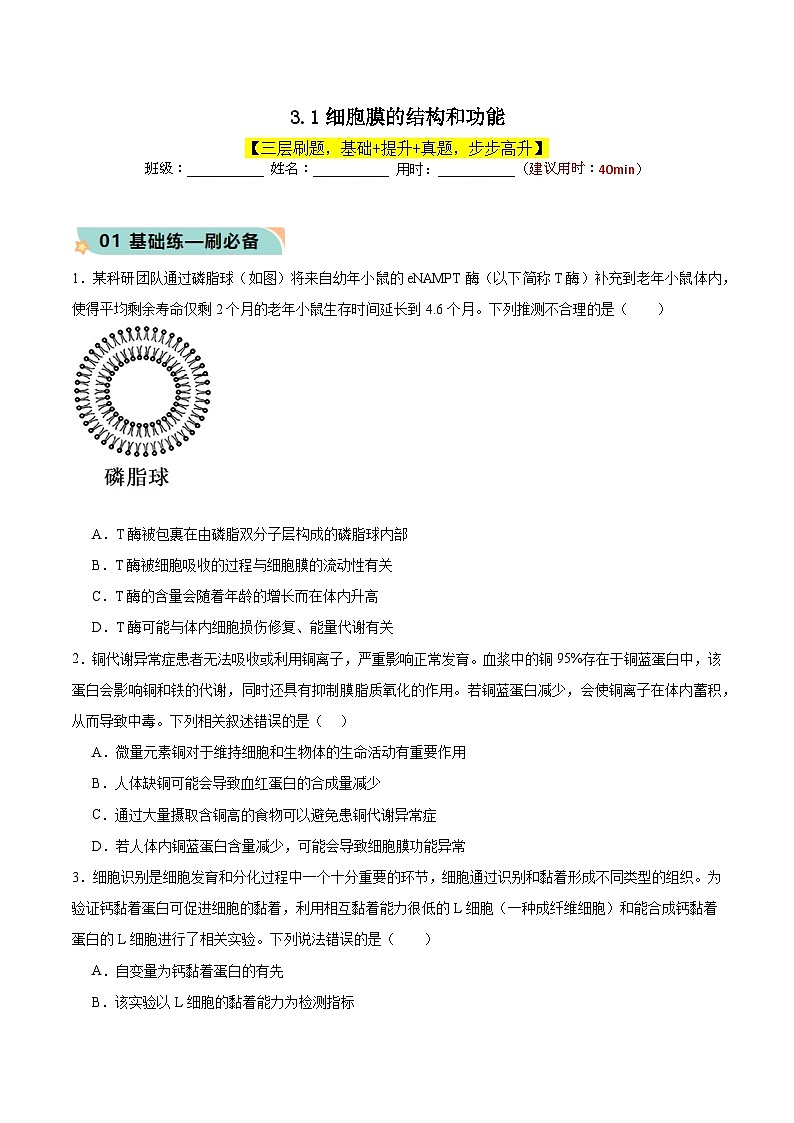 3.1 细胞膜的结构和功能（分层作业）-高一生物同步高效课堂（人教版2019必修1）01