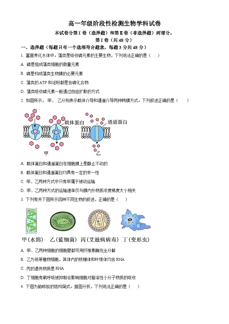 天津市九十六中学2024-2025学年高一上学期第二次月考生物试卷（原卷版）第1页