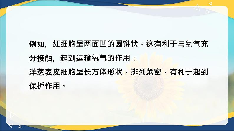 1.2 细胞的多样性和统一性-2024-2025学年高一生物同步课件（人教版2019必修1）03