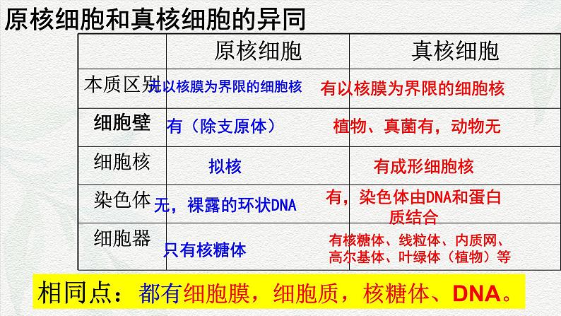 1.2 细胞的多样性和统一性-2024-2025学年高一生物同步课件（人教版2019必修1）05