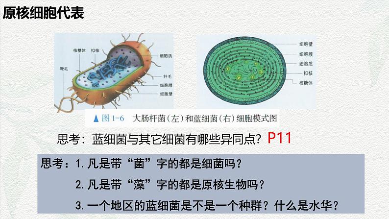 1.2 细胞的多样性和统一性-2024-2025学年高一生物同步课件（人教版2019必修1）06