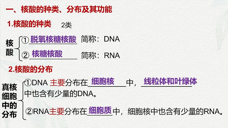 2.5 核酸是遗传信息的携带者-2024-2025学年高一生物同步课件（人教版2019必修1）第4页