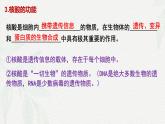 2.5 核酸是遗传信息的携带者-2024-2025学年高一生物同步课件（人教版2019必修1）