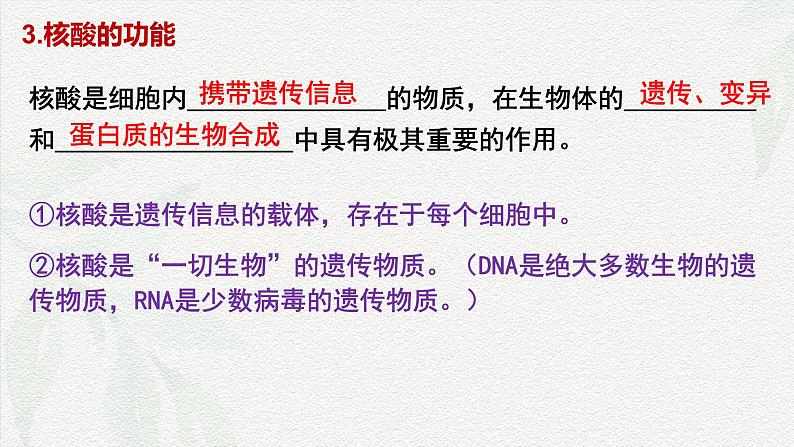 2.5 核酸是遗传信息的携带者-2024-2025学年高一生物同步课件（人教版2019必修1）第5页