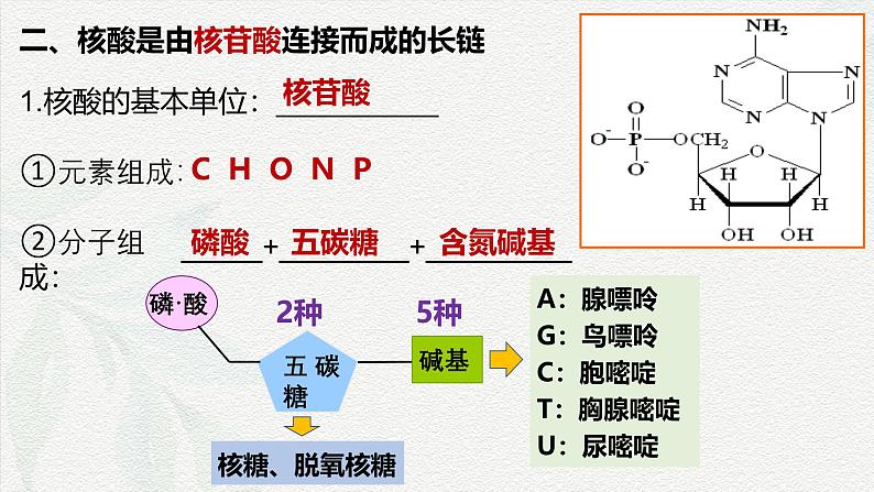 2.5 核酸是遗传信息的携带者-2024-2025学年高一生物同步课件（人教版2019必修1）第6页