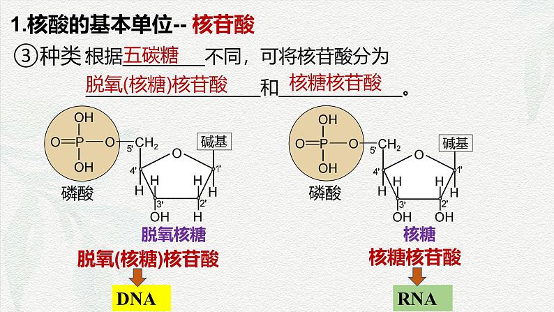 2.5 核酸是遗传信息的携带者-2024-2025学年高一生物同步课件（人教版2019必修1）第7页