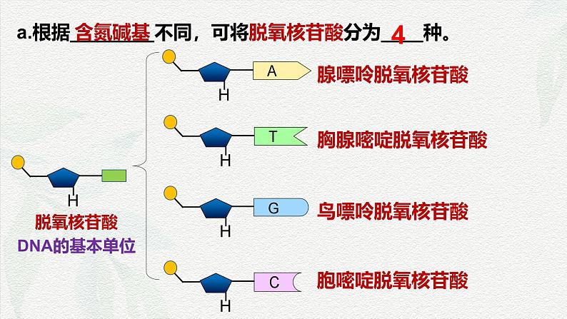 2.5 核酸是遗传信息的携带者-2024-2025学年高一生物同步课件（人教版2019必修1）第8页