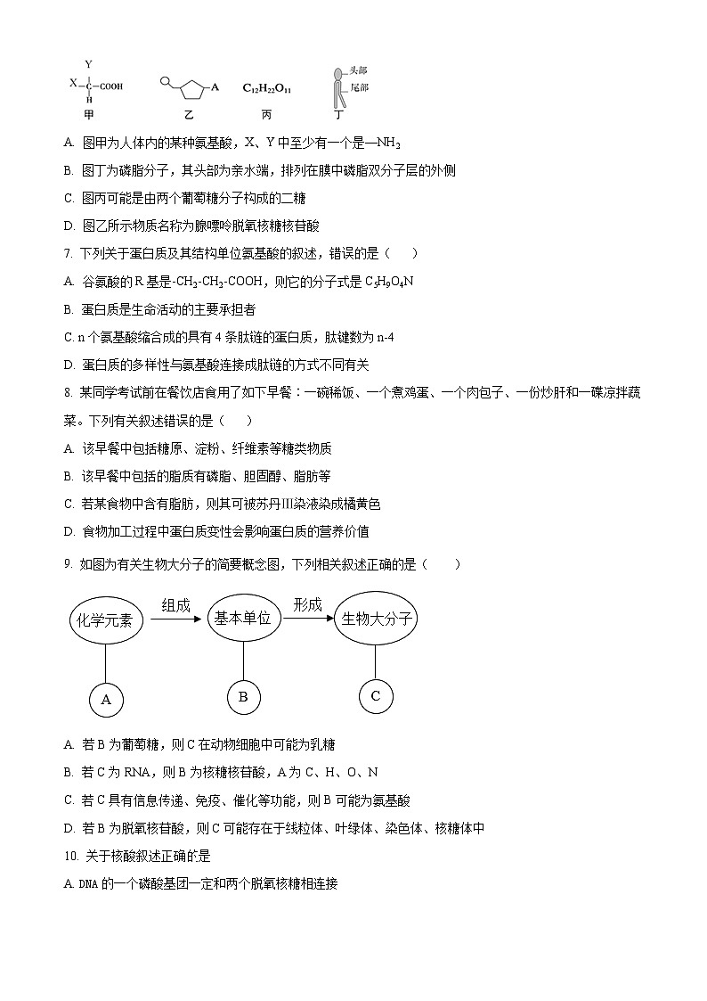 2024-2025学年高一上学期12月月考生物试题（原卷版）第2页