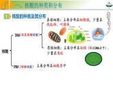 专题1.5 核酸是遗传信息的携带者（课件）-2025年高考生物一轮复习考点归类（新高考通用）