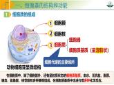 专题2.2 细胞器之间的分工与协调配合（课件）-2025年高考生物一轮复习考点归类（新高考通用）