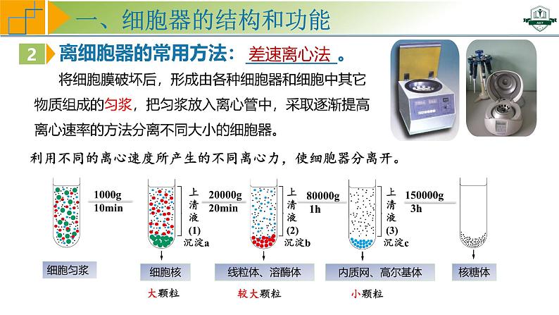 专题2.2 细胞器之间的分工与协调配合（课件）-2025年高考生物一轮复习考点归类（新高考通用）06