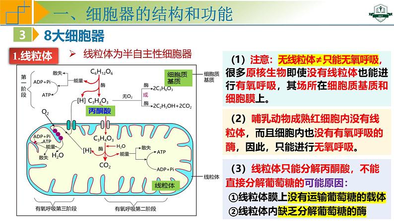 专题2.2 细胞器之间的分工与协调配合（课件）-2025年高考生物一轮复习考点归类（新高考通用）08