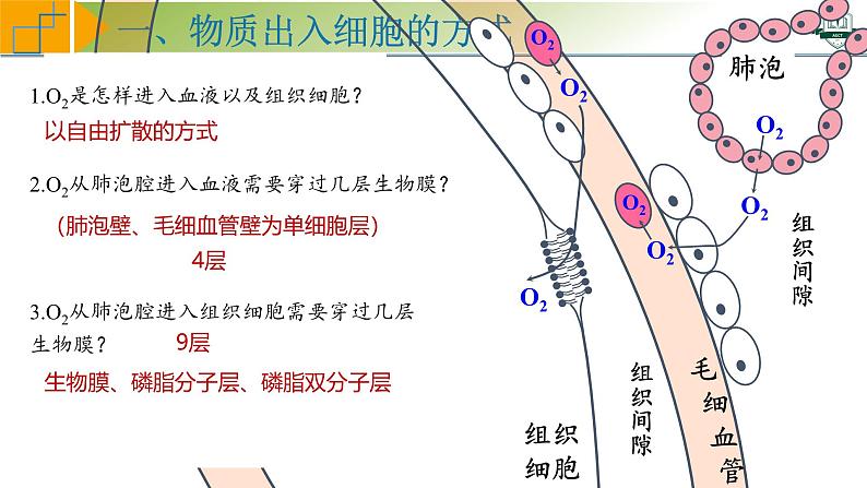 专题2.4 物质进出细胞的方式及影响因素（课件）-2025年高考生物一轮复习考点归类（新高考通用）07