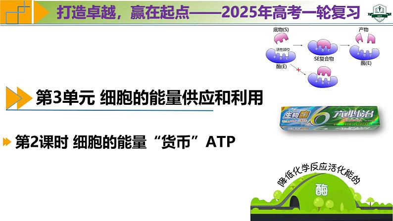 专题3.2 细胞的能量“货币”ATP（课件）-2025年高考生物一轮复习考点归类（新高考通用）第1页