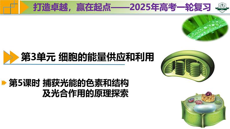 专题3.5 捕获光能的色素和结构及光合作用的原理探索（课件）-2025年高考生物一轮复习考点归类（新高考通用）第1页