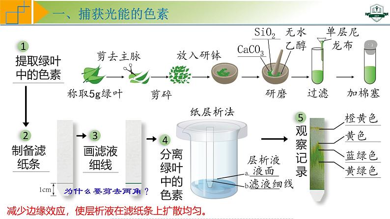 专题3.5 捕获光能的色素和结构及光合作用的原理探索（课件）-2025年高考生物一轮复习考点归类（新高考通用）第7页