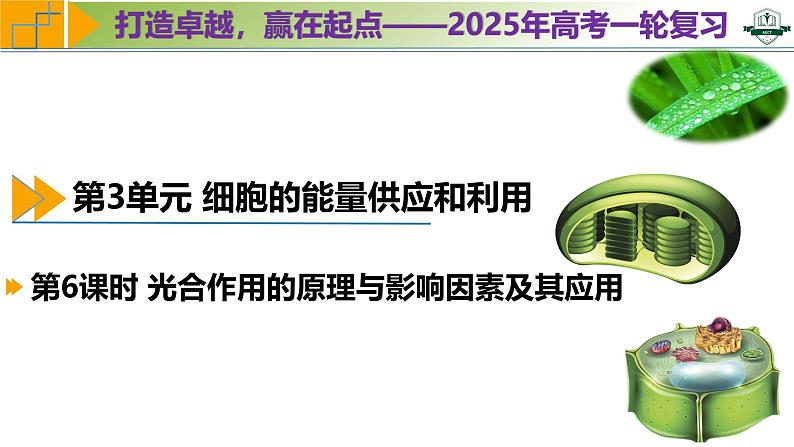 专题3.6 光合作用的原理与影响因素及其应用（课件）-2025年高考生物一轮复习考点归类（新高考通用）第1页