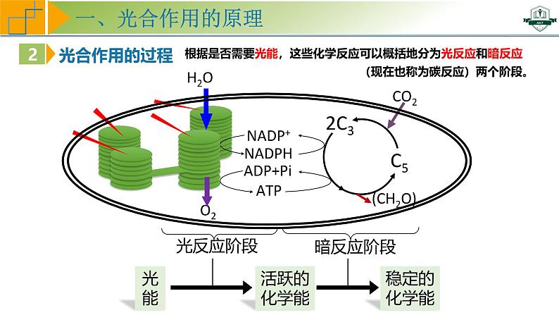 专题3.6 光合作用的原理与影响因素及其应用（课件）-2025年高考生物一轮复习考点归类（新高考通用）第6页