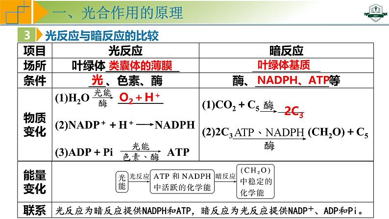 专题3.6 光合作用的原理与影响因素及其应用（课件）-2025年高考生物一轮复习考点归类（新高考通用）第7页