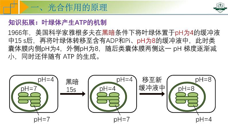 专题3.6 光合作用的原理与影响因素及其应用（课件）-2025年高考生物一轮复习考点归类（新高考通用）第8页