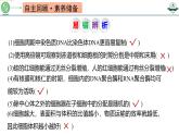 专题4.1 细胞的增殖（课件）-2025年高考生物一轮复习考点归类（新高考通用）