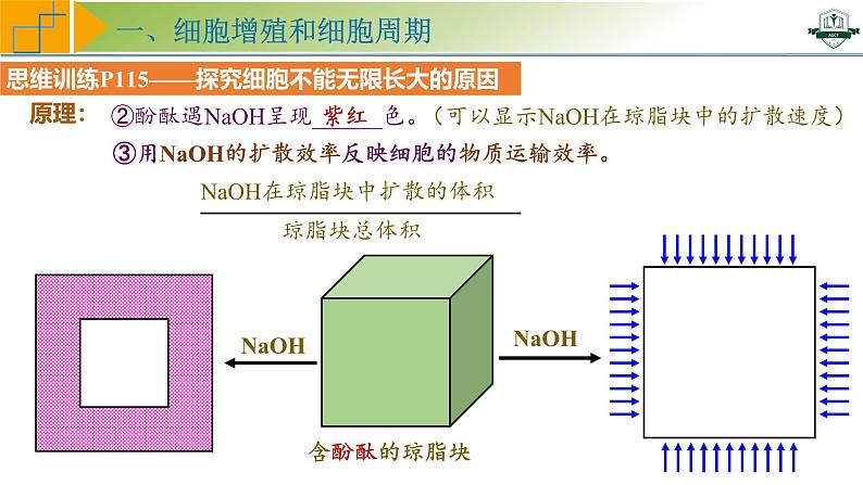 专题4.1 细胞的增殖（课件）-2025年高考生物一轮复习考点归类（新高考通用）07