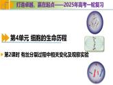 专题4.2 有丝分裂过程中相关变化及观察实验（课件）-2025年高考生物一轮复习考点归类（新高考通用）