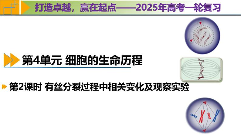 专题4.2 有丝分裂过程中相关变化及观察实验（课件）-2025年高考生物一轮复习考点归类（新高考通用）第1页