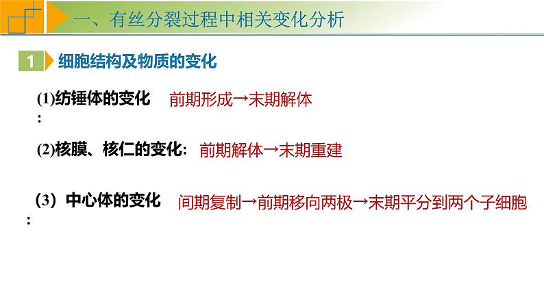 专题4.2 有丝分裂过程中相关变化及观察实验（课件）-2025年高考生物一轮复习考点归类（新高考通用）第4页