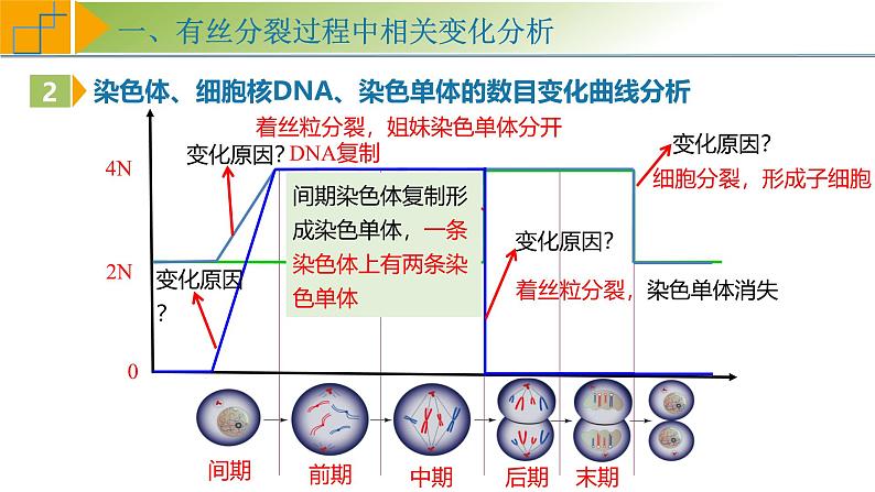 专题4.2 有丝分裂过程中相关变化及观察实验（课件）-2025年高考生物一轮复习考点归类（新高考通用）第7页