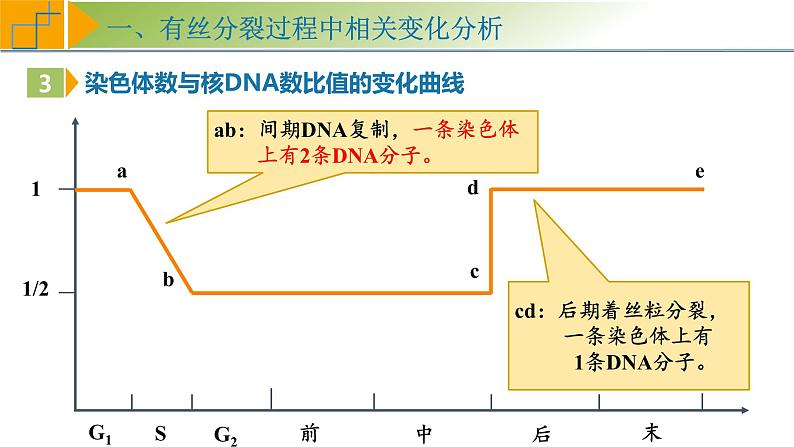 专题4.2 有丝分裂过程中相关变化及观察实验（课件）-2025年高考生物一轮复习考点归类（新高考通用）第8页